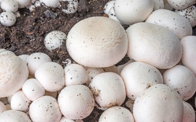 Boete champignonkwekerij voor dodelijk arbeidsongeval