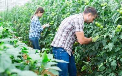Wet toelating terbeschikkingstelling van arbeidskrachten door de Eerste Kamer